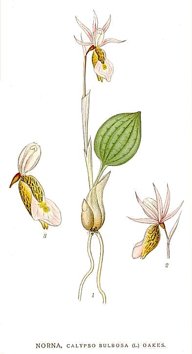 Calypso bulbosa