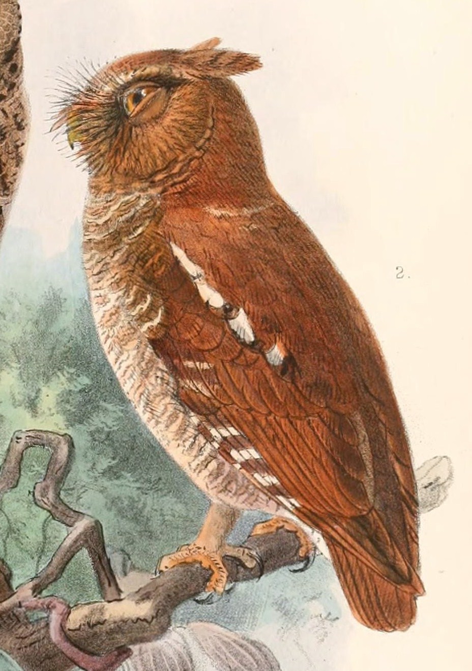 Flores Scops Owl