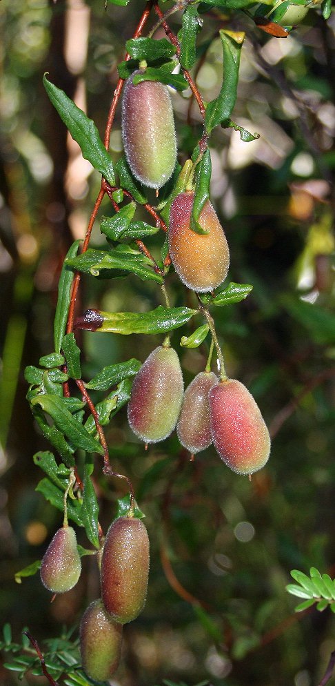 Billardiera