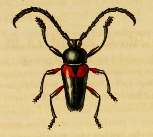 Lissonotus unifasciatus