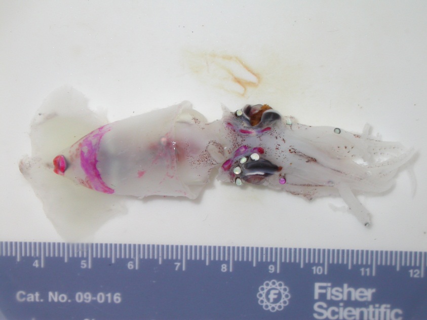 Lycoteuthidae