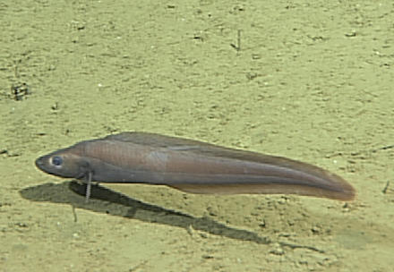 Twoline Eelpout