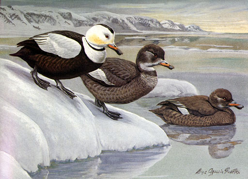 Camptorhynchus