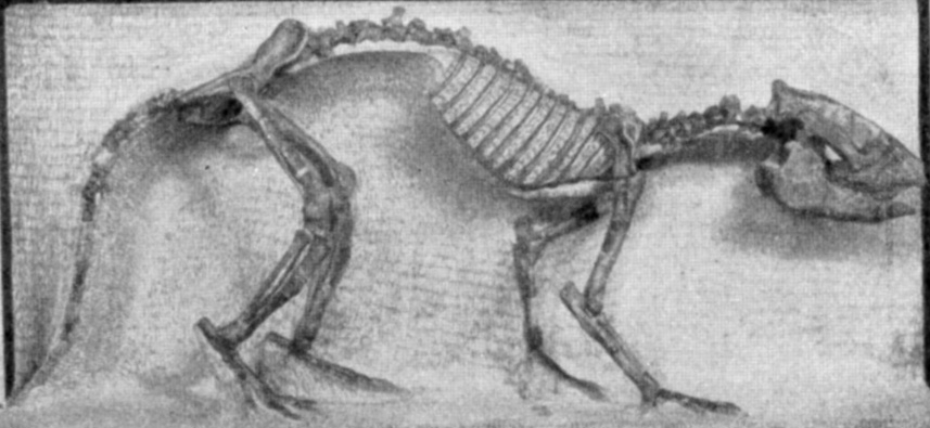 Meniscotherium