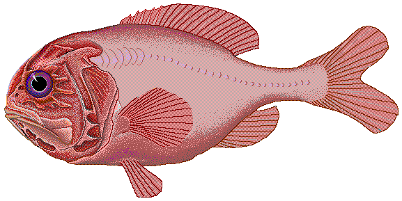 Trachichthyidae