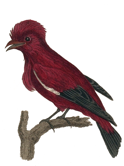 Crimson Fruitcrow