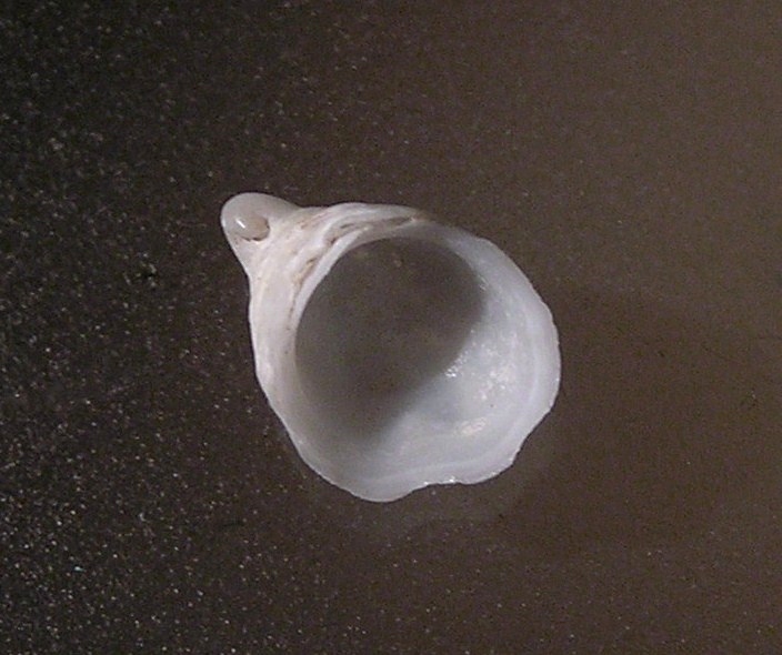 Hipponicidae