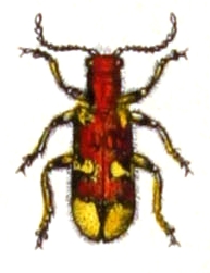 Opilo