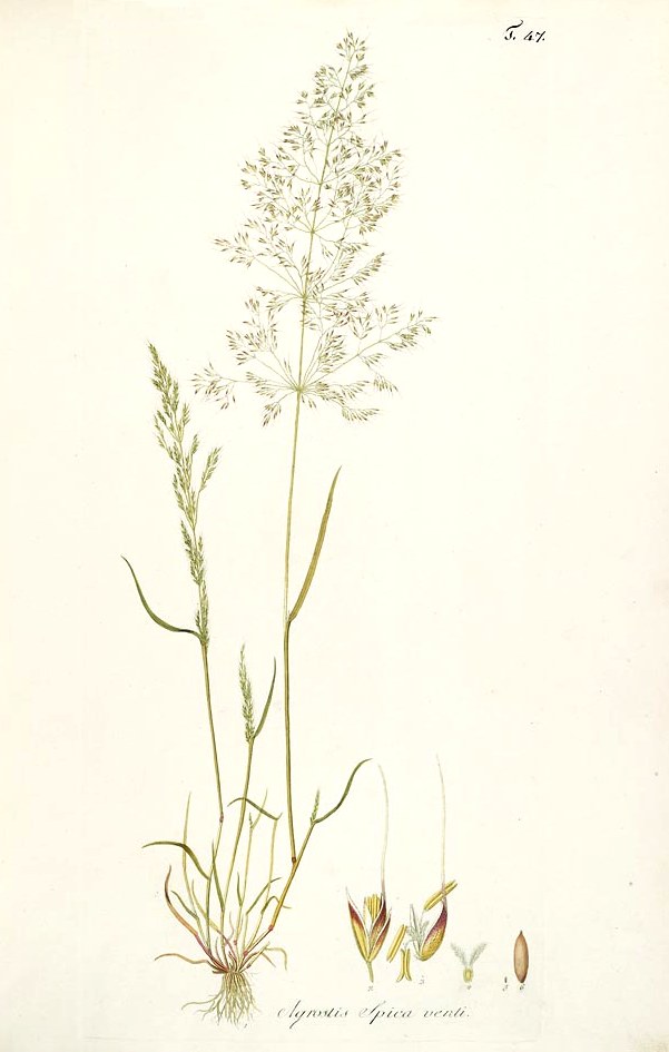 Apera