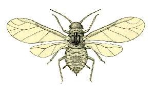 Cavariella aegopodii