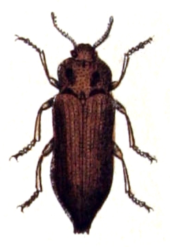 Dicerca