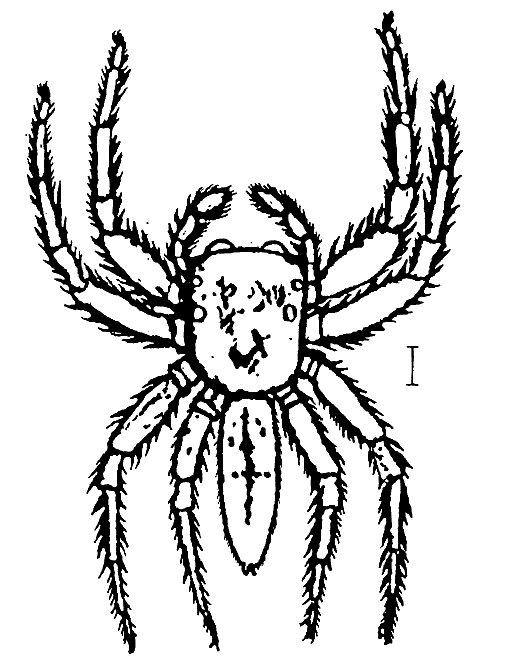 Carrhotus sannio