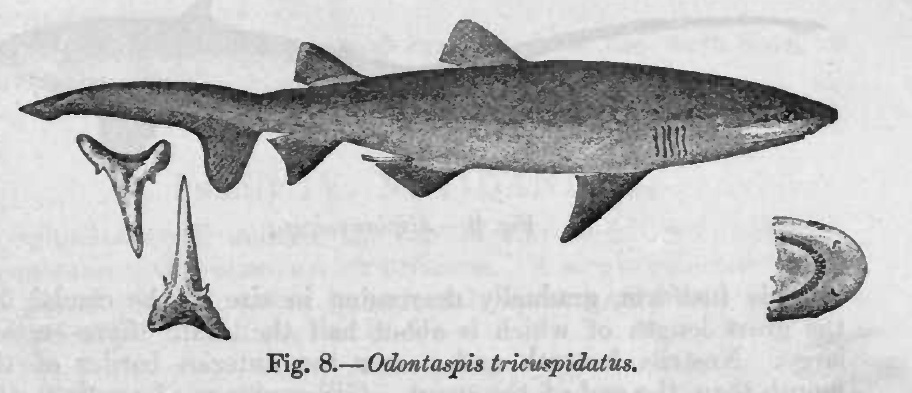 Indian sand tiger