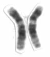 human chromosome 12