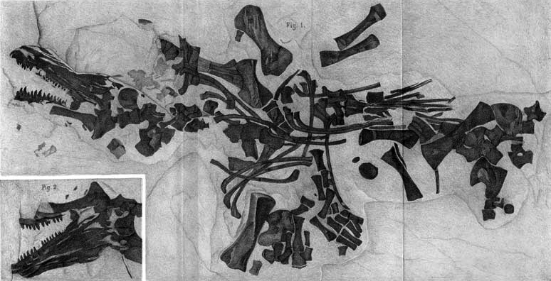 Haptodus