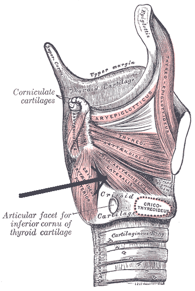 lateral cricoarytenoid muscle