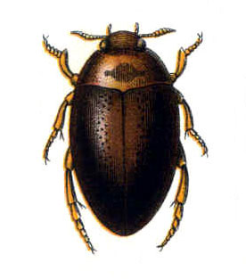 Noteridae