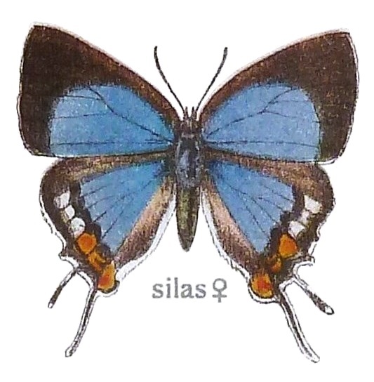 Iolaus