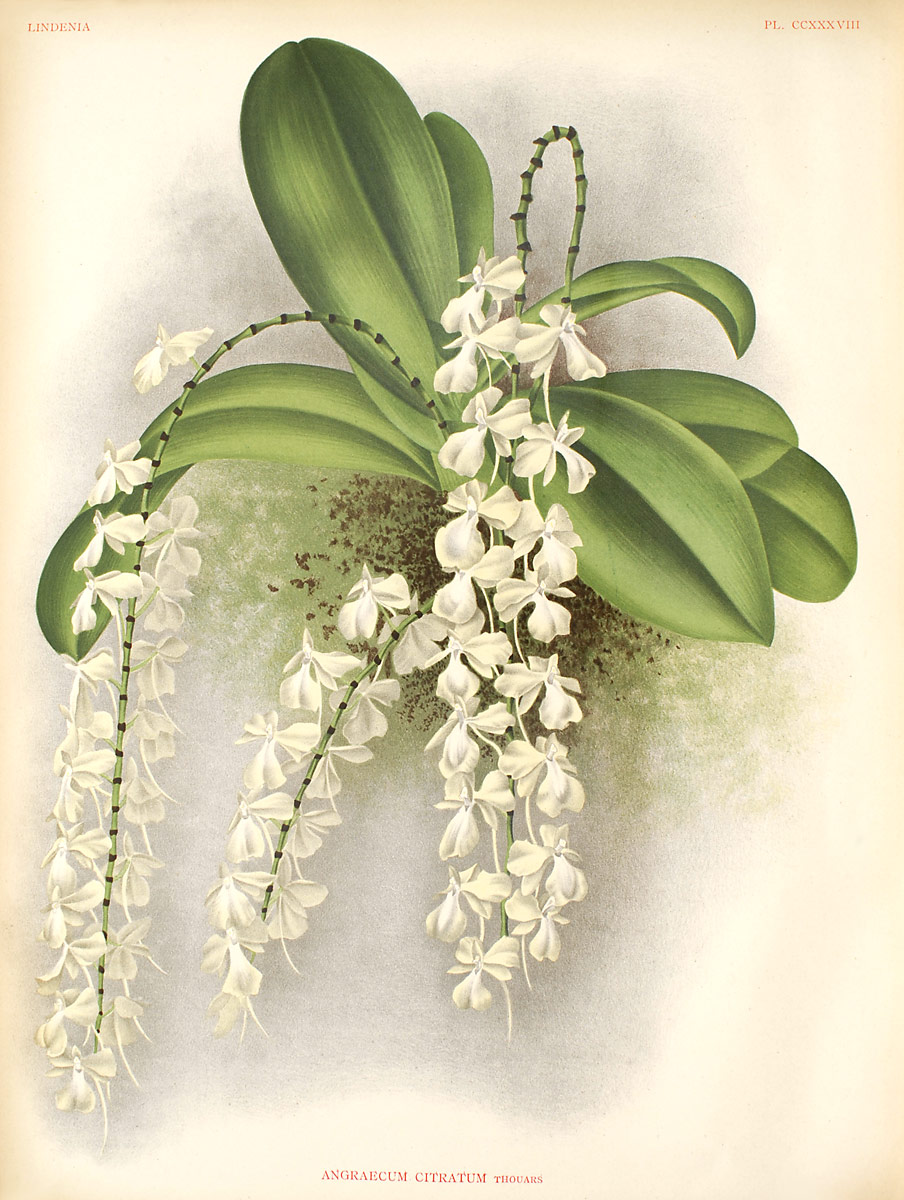 Aerangis citrata