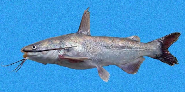 Cathorops fuerthii