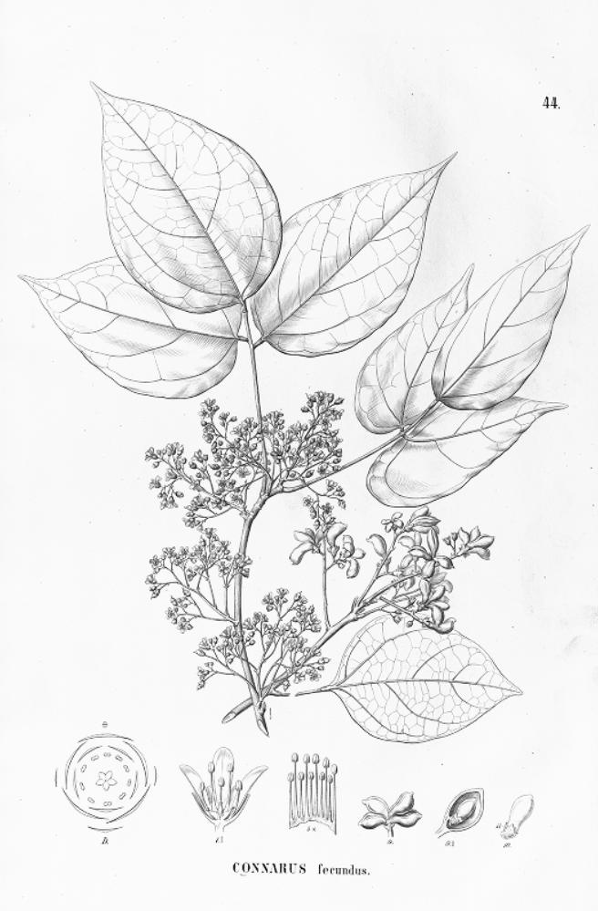 Connarus