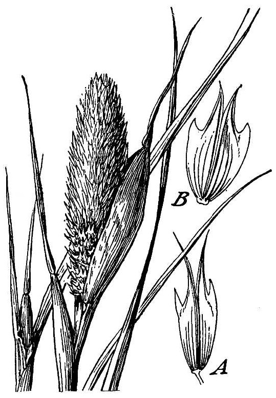 Phalaris paradoxa