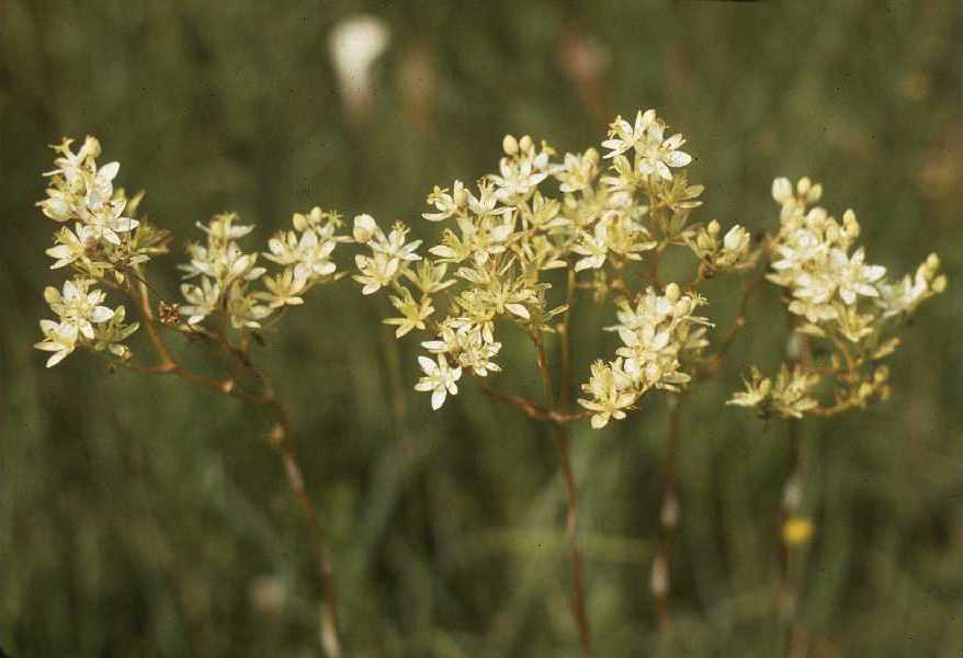 Zigadenus
