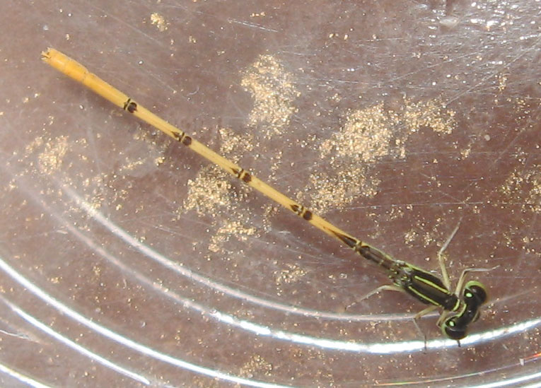 Citrine Forktail