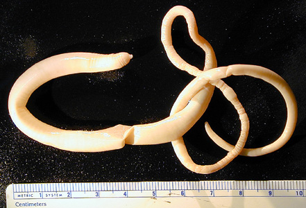 Macracanthorhynchus hirudinaceus