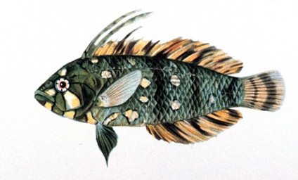 Novaculichthys