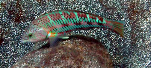 Thalassoma trilobatum