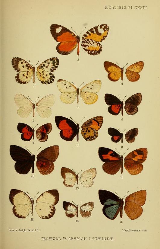 Larinopoda