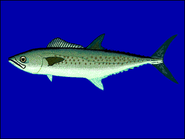 West African Spanish mackerel