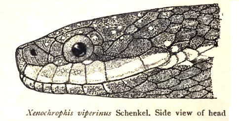 Amphiesma viperinum