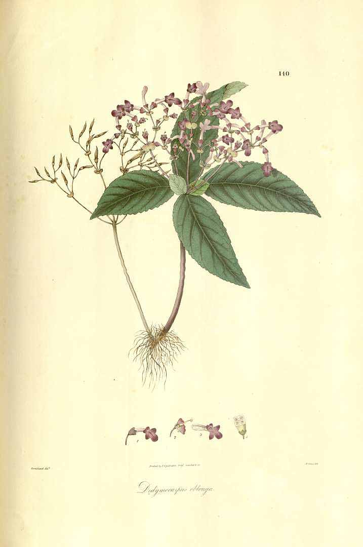 Didymocarpus