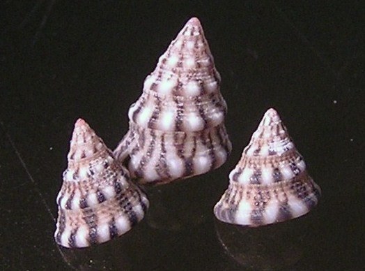 Jujubinus