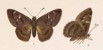 Cogia