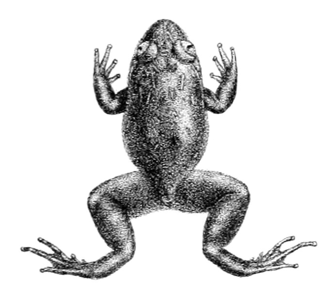 Nyctibatrachus deccanensis
