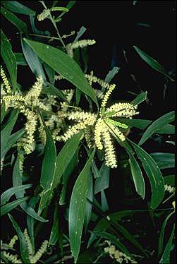 Acacia maidenii
