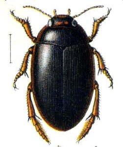Agabus