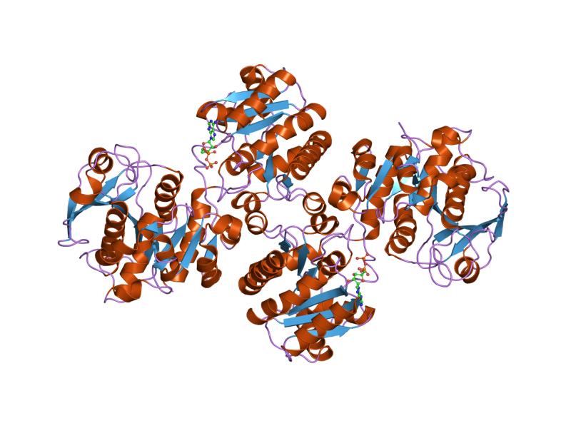 UDP-glucose-glycogen glucosyltransferase