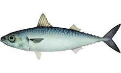 chub mackerel