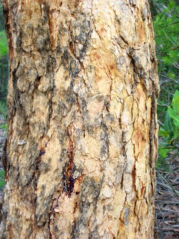 Corymbia eximia