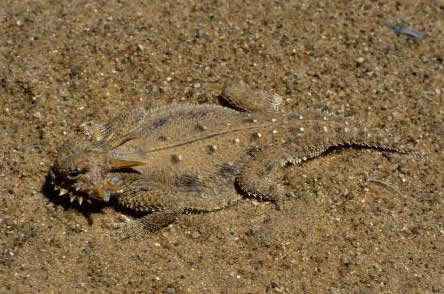 Flat-tail horned lizard