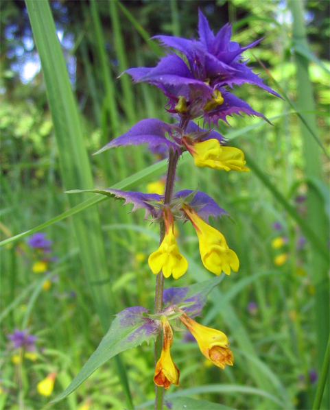 Melampyrum