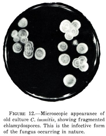 Coccidioides