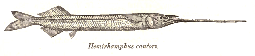 Rhynchorhamphus