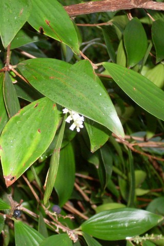 Trochocarpa