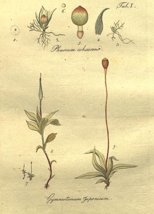 Gymnostomum