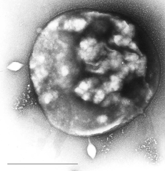 Proteoarchaeota